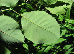 Image of Salix pyrolifolia Ledeb.