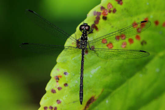 Image de Hypothemis Karsch 1889