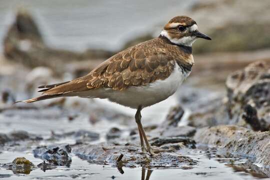 Image of Killdeer