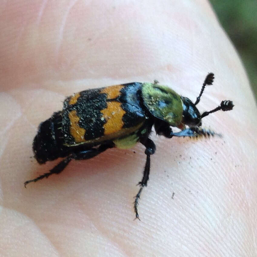 Nicrophorus (Nicrophorus) tomentosus (Weber 1801) resmi