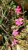 Image of Silene palaestina Boiss.