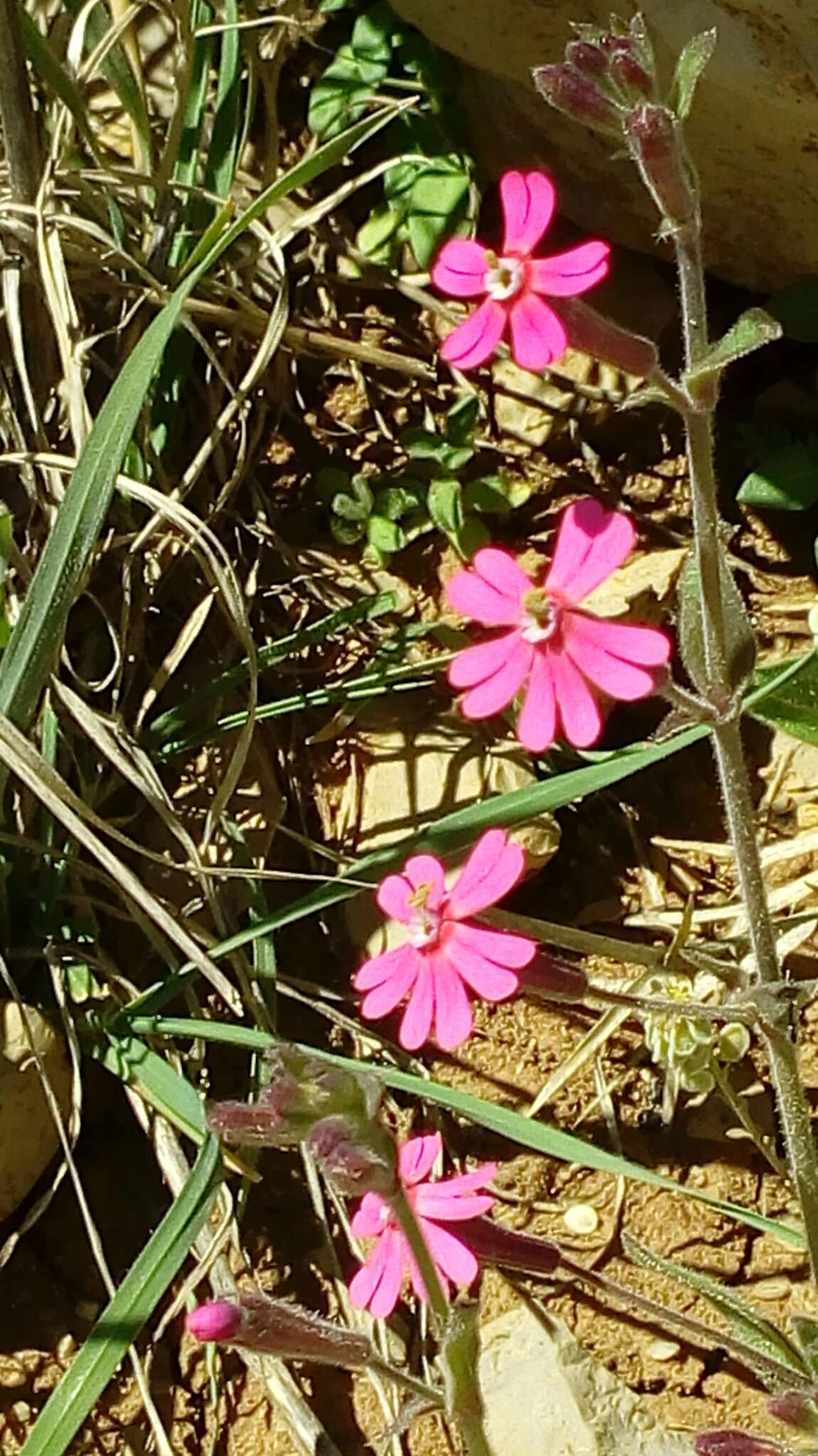 Image of Silene palaestina Boiss.