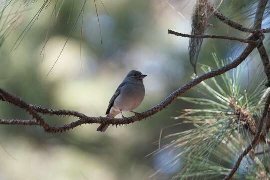 Image of Blue Chaffinch