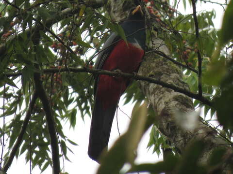 صورة Trogon melanurus Swainson 1838