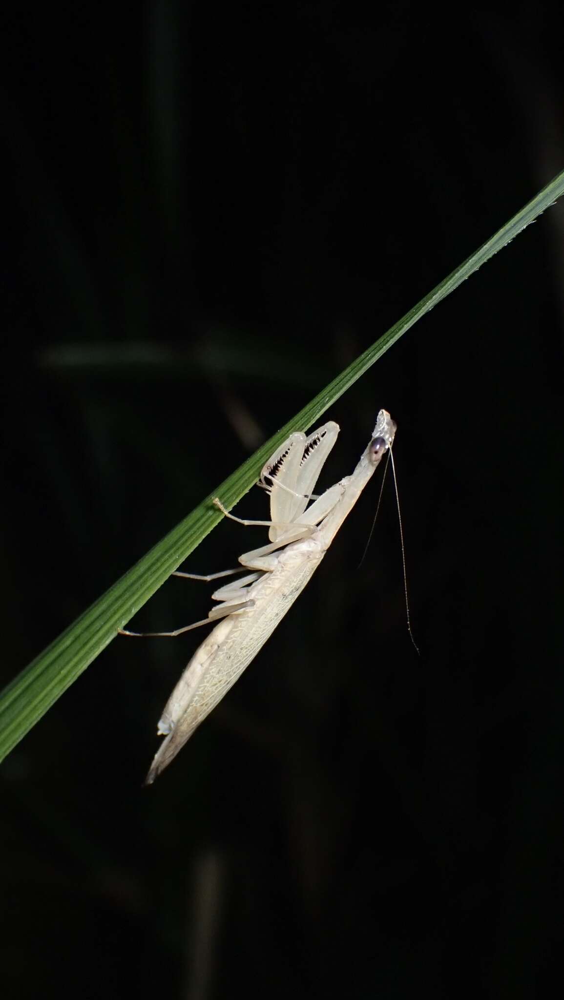 صورة Sinomantis denticulata Beier 1933