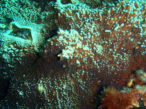 Image of Yellow scroll coral