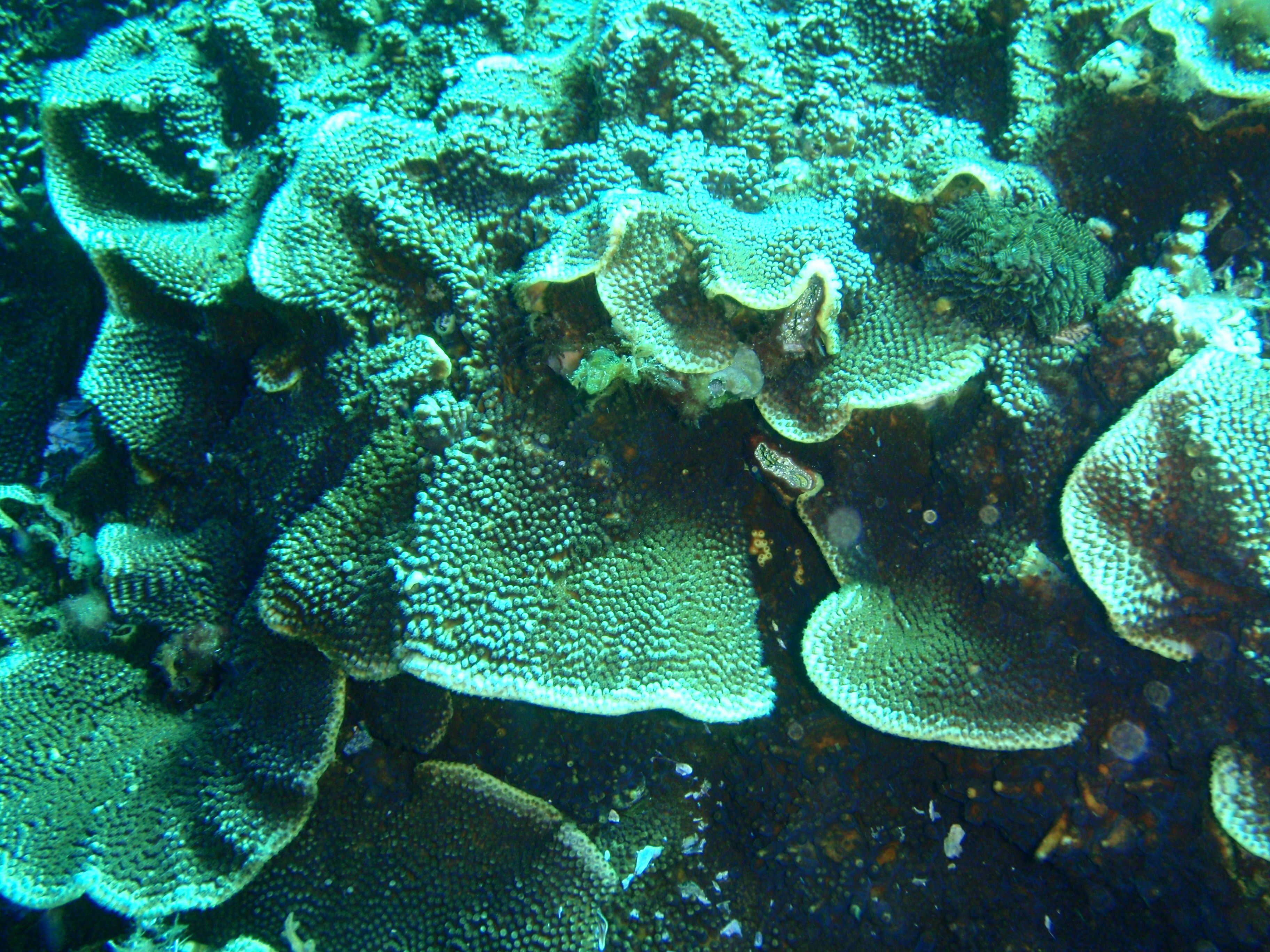 Image of Yellow scroll coral