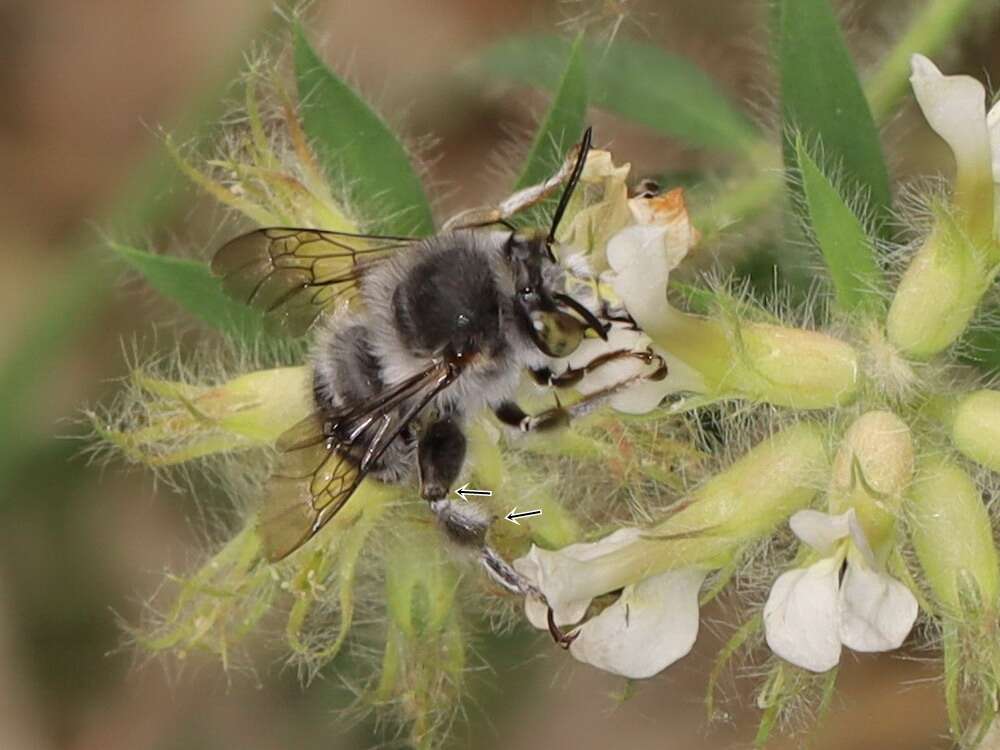 Image of Anthophora crassipes Lepeletier 1841