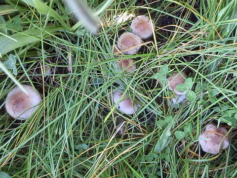 Image of Cortinarius lucorum (Fr.) Berger 1846