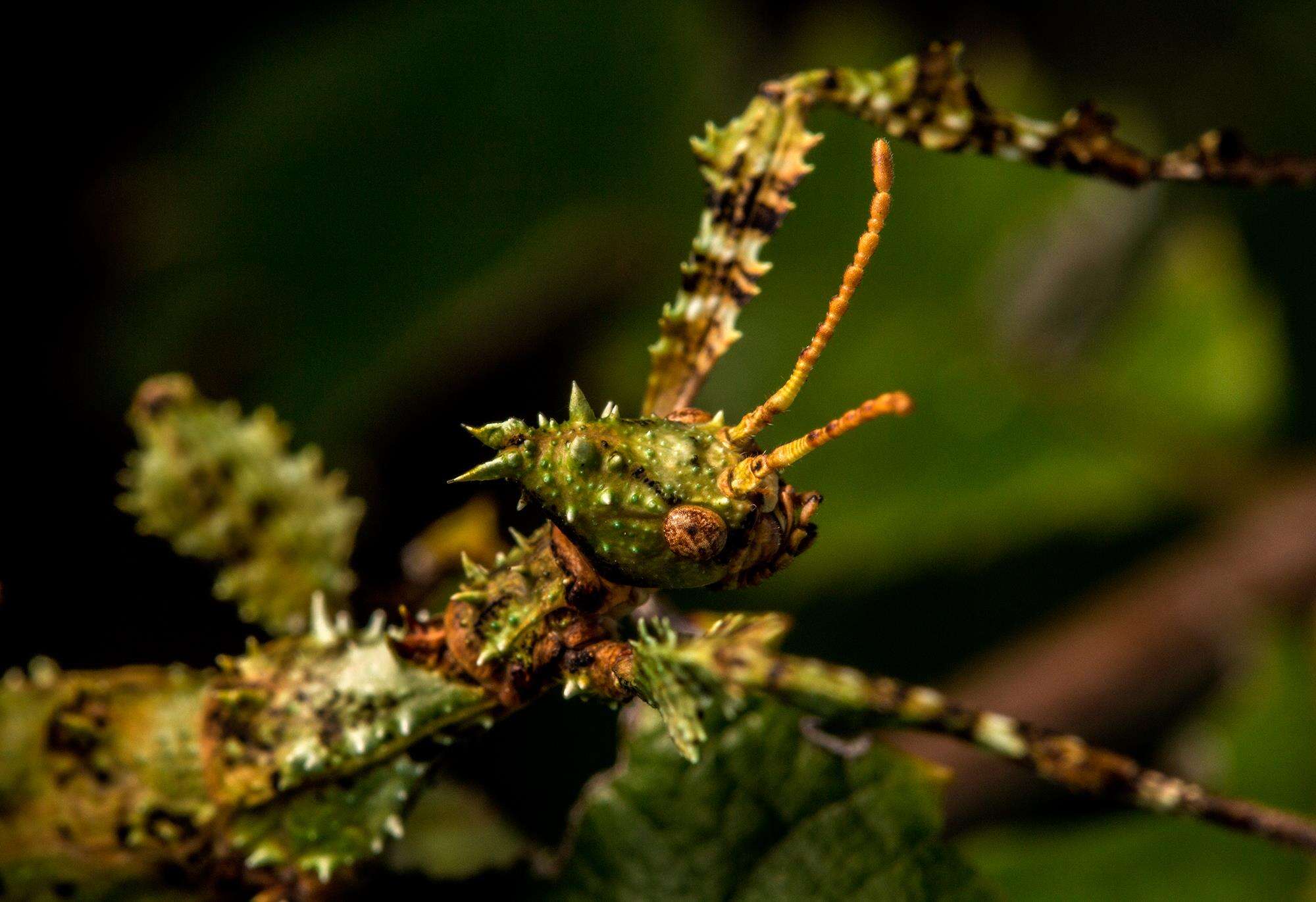 Image of giant stick insect