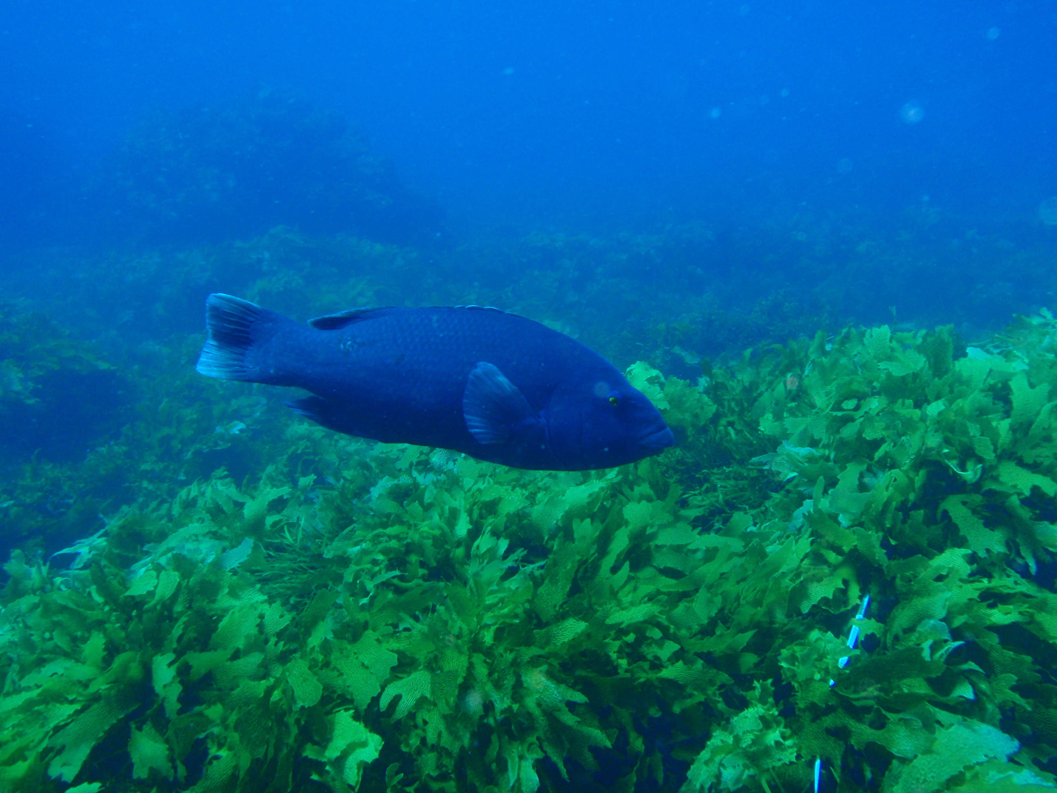 Achoerodus gouldii (Richardson 1843) resmi