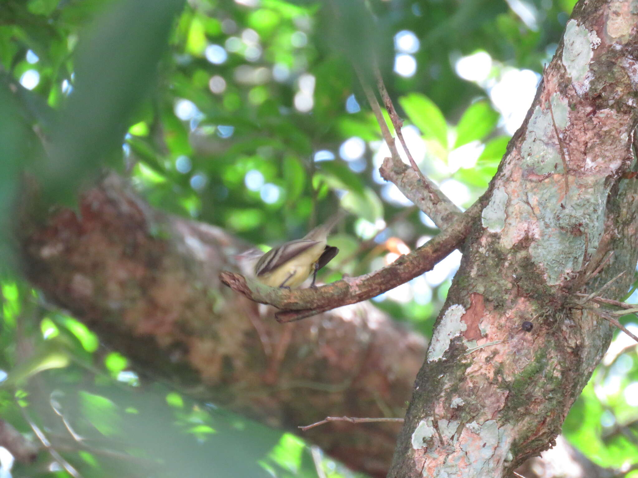 Image of White-fronted Tyrannulet