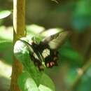 Слика од Pachliopta polydorus (Linnaeus 1763)