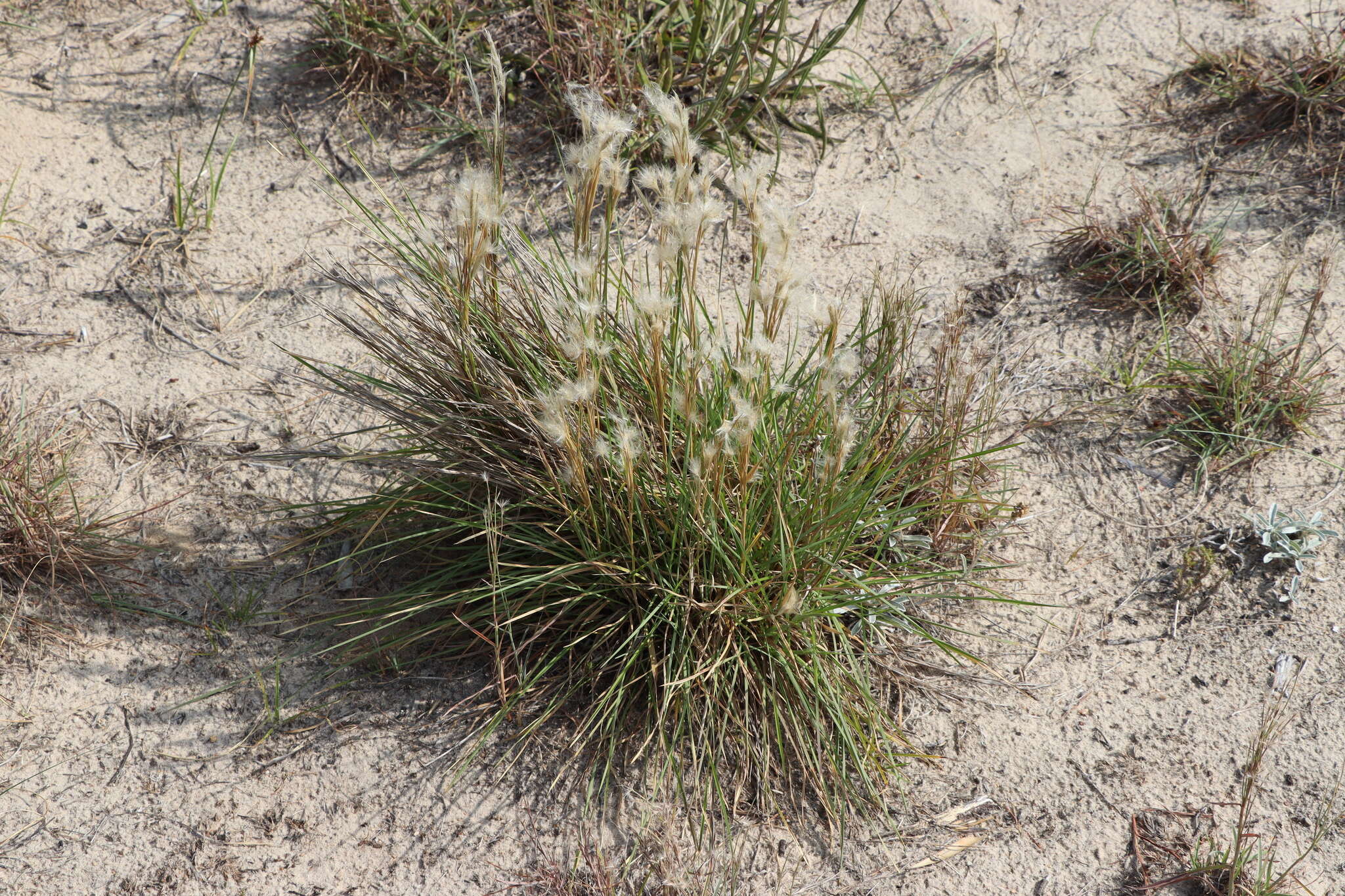 Image of Andropogon selloanus (Hack.) Hack.