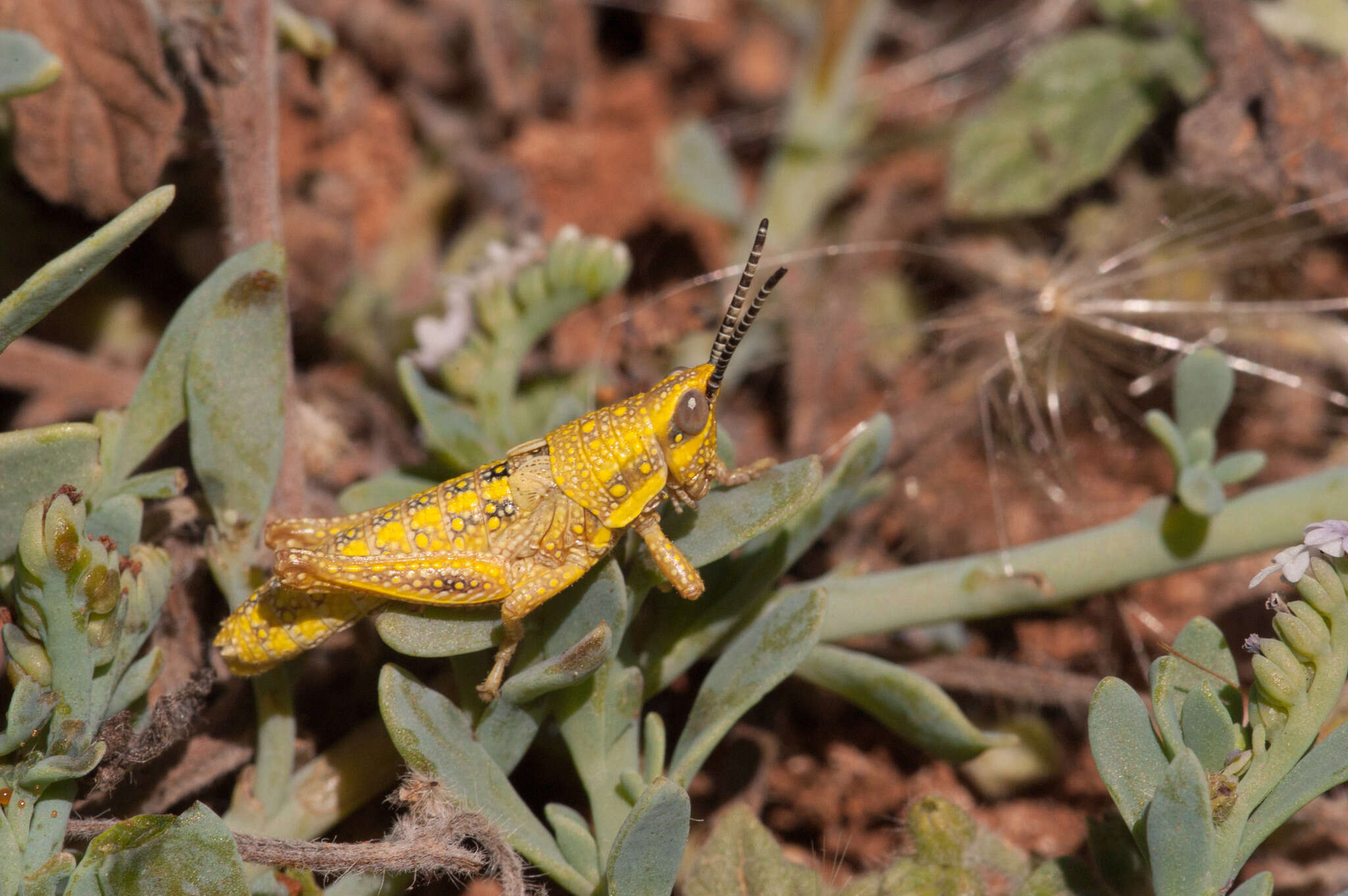 صورة Monistria discrepans (Walker & F. 1871)