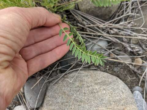 Image of field locoweed