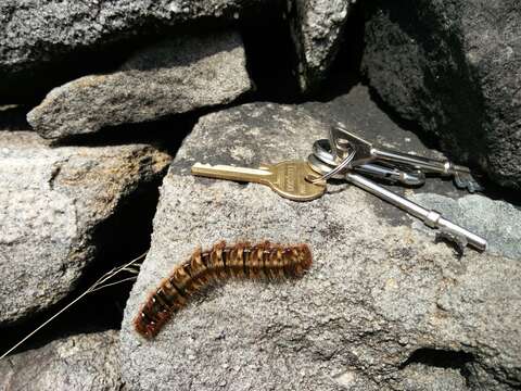 Image of oak eggar