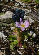 Claytonia sarmentosa C. A. Mey. resmi