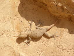 Image of Fan-fingered gecko