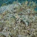 Image of Hawaiian flagfin dragonet