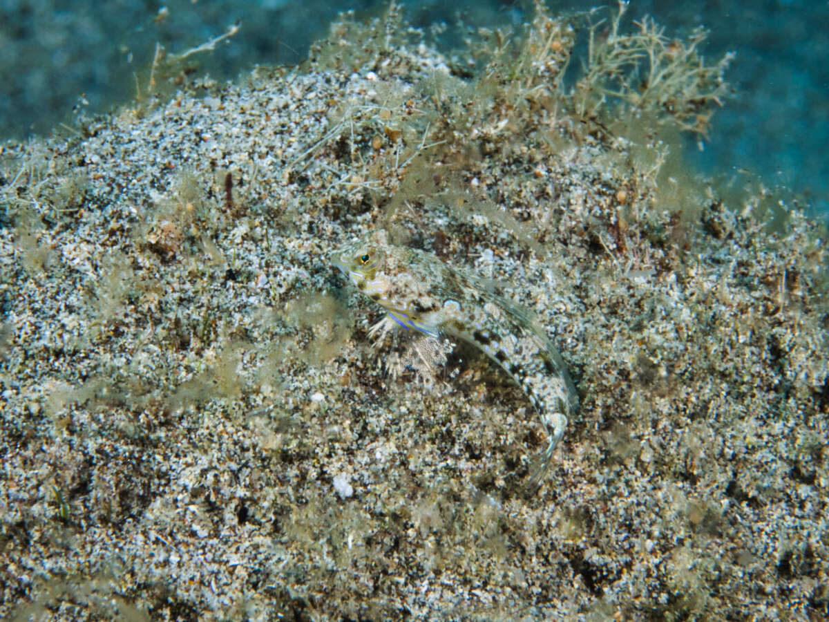 Image of Hawaiian flagfin dragonet