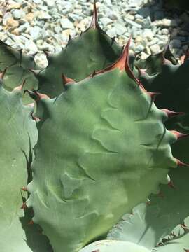 Image de Agave seemanniana Jacobi