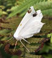 Image of Sericoptera