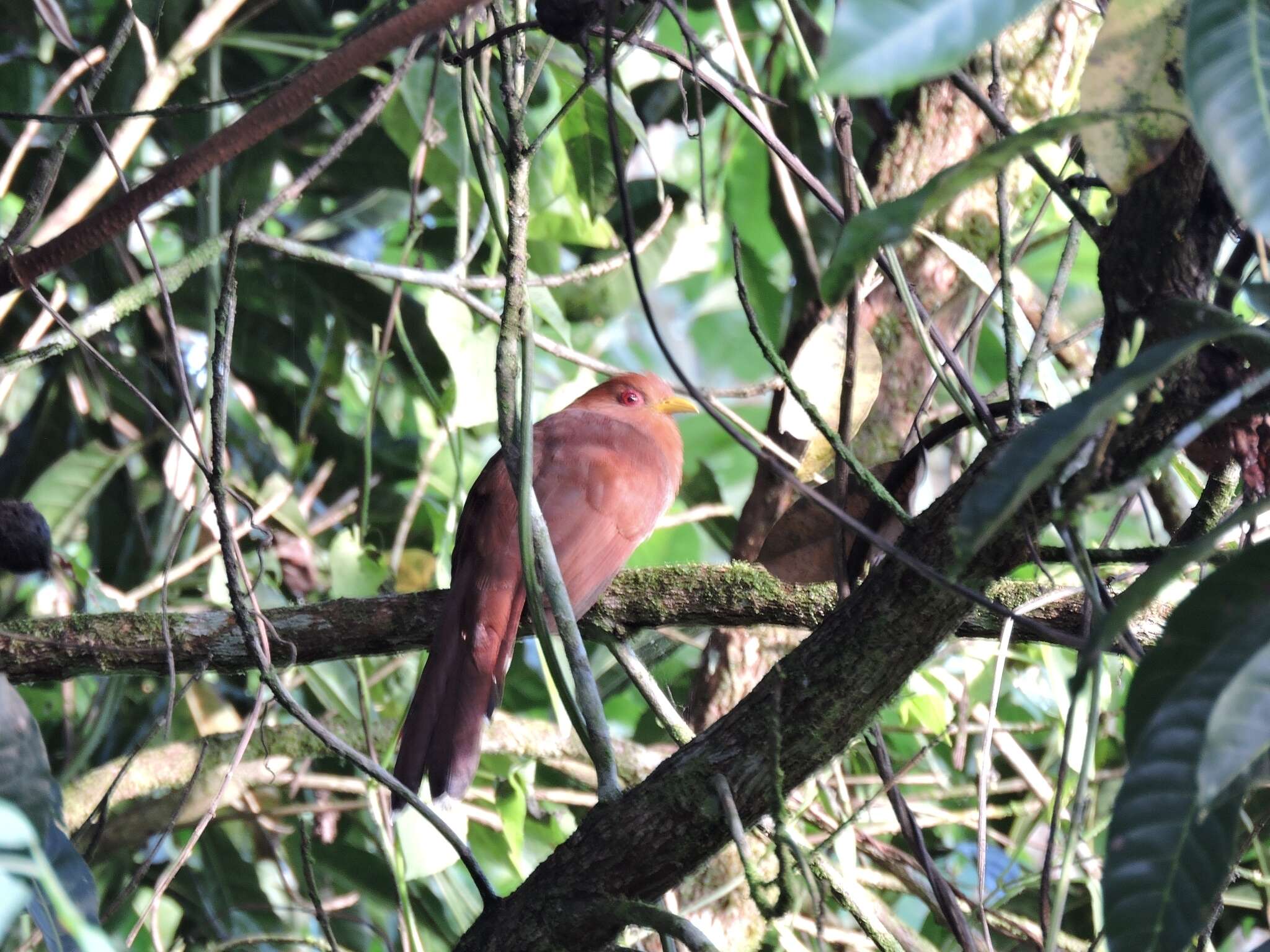 Image of Little Cuckoo