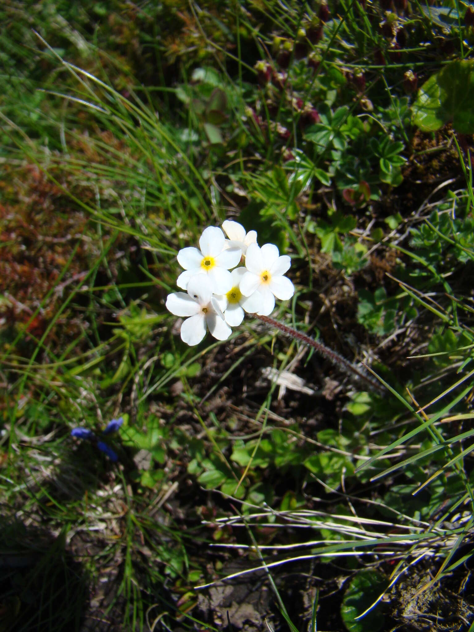 Image of Sweet-Flower Rock-Jasmine