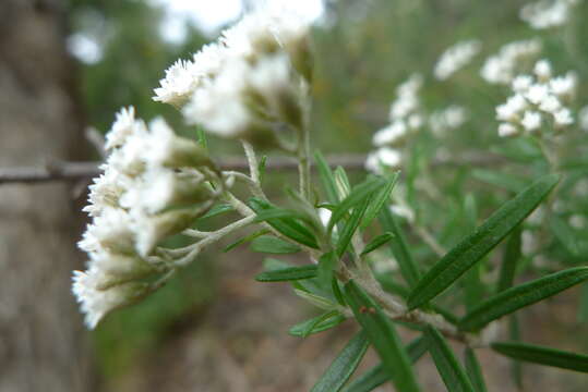 Ozothamnus conditus (Wakef.) A. A. Anderberg resmi