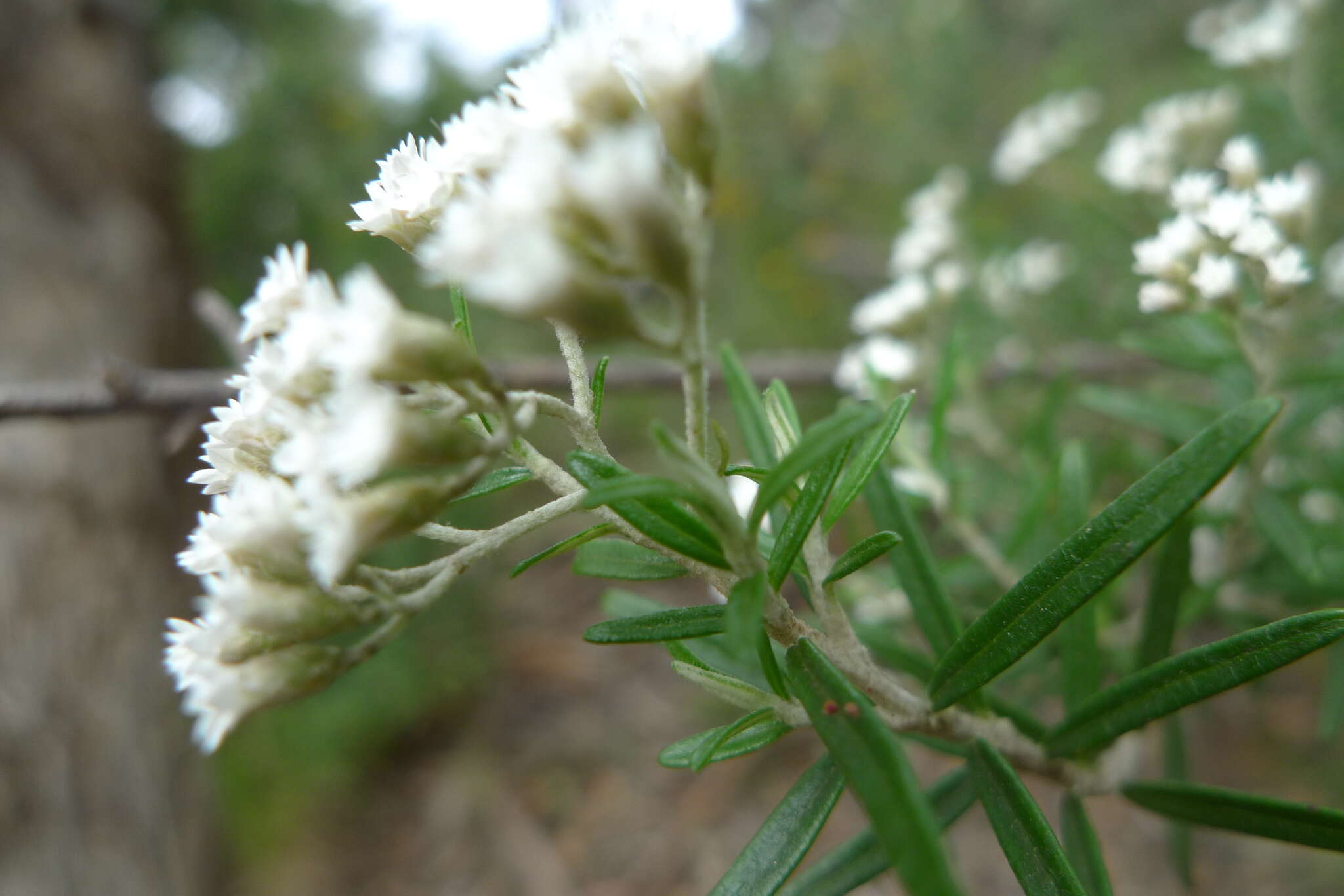 Image de Ozothamnus conditus (Wakef.) A. A. Anderberg