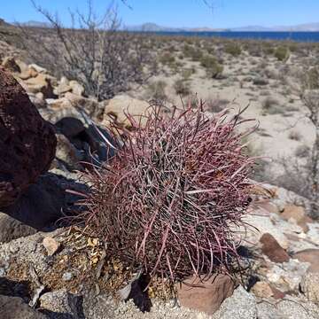 Image of Ferocactus gracilis subsp. gatesii (G. E. Linds.) N. P. Taylor