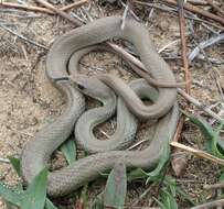 Sivun Coluber constrictor mormon Baird & Girard 1852 kuva