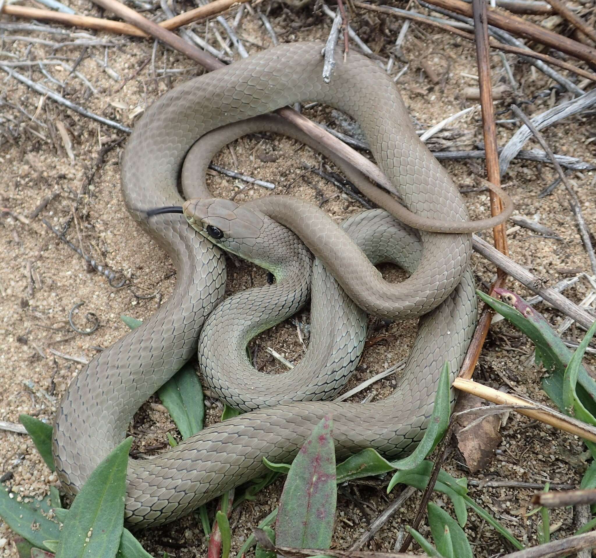 Image of Western yellow-bellied Racer