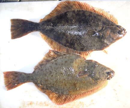 Image of Starry flounders