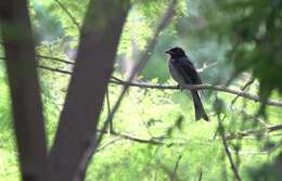 Image of Crow-biled Drongo