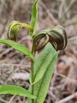 Pterostylis arbuscula的圖片