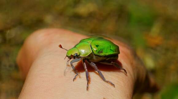 Image of Chrysina prasina (Boucard 1878)