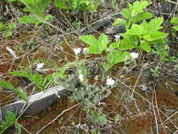 Image of Silene linnaeana V. N. Voroschilov