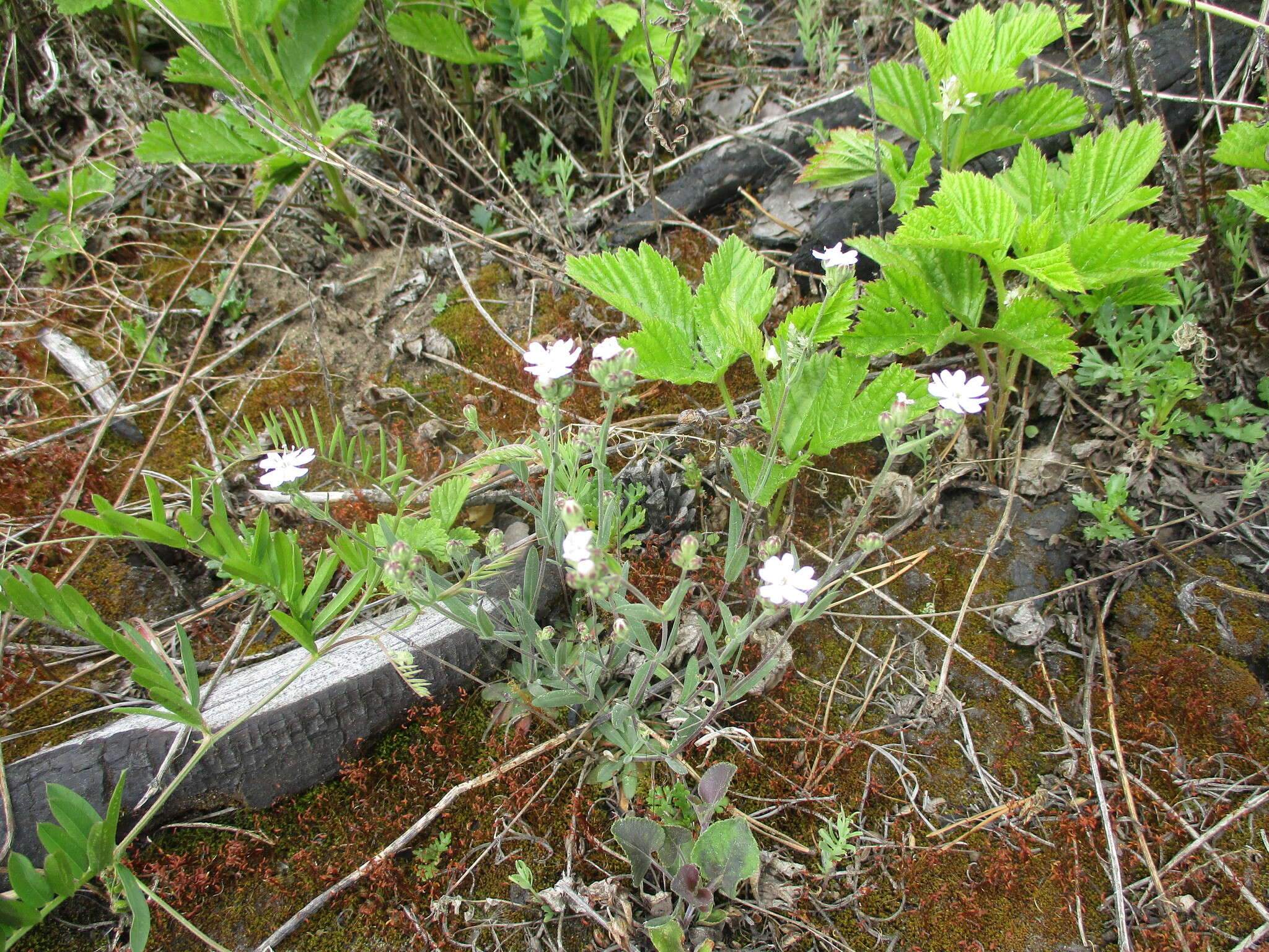 Image of Silene linnaeana V. N. Voroschilov