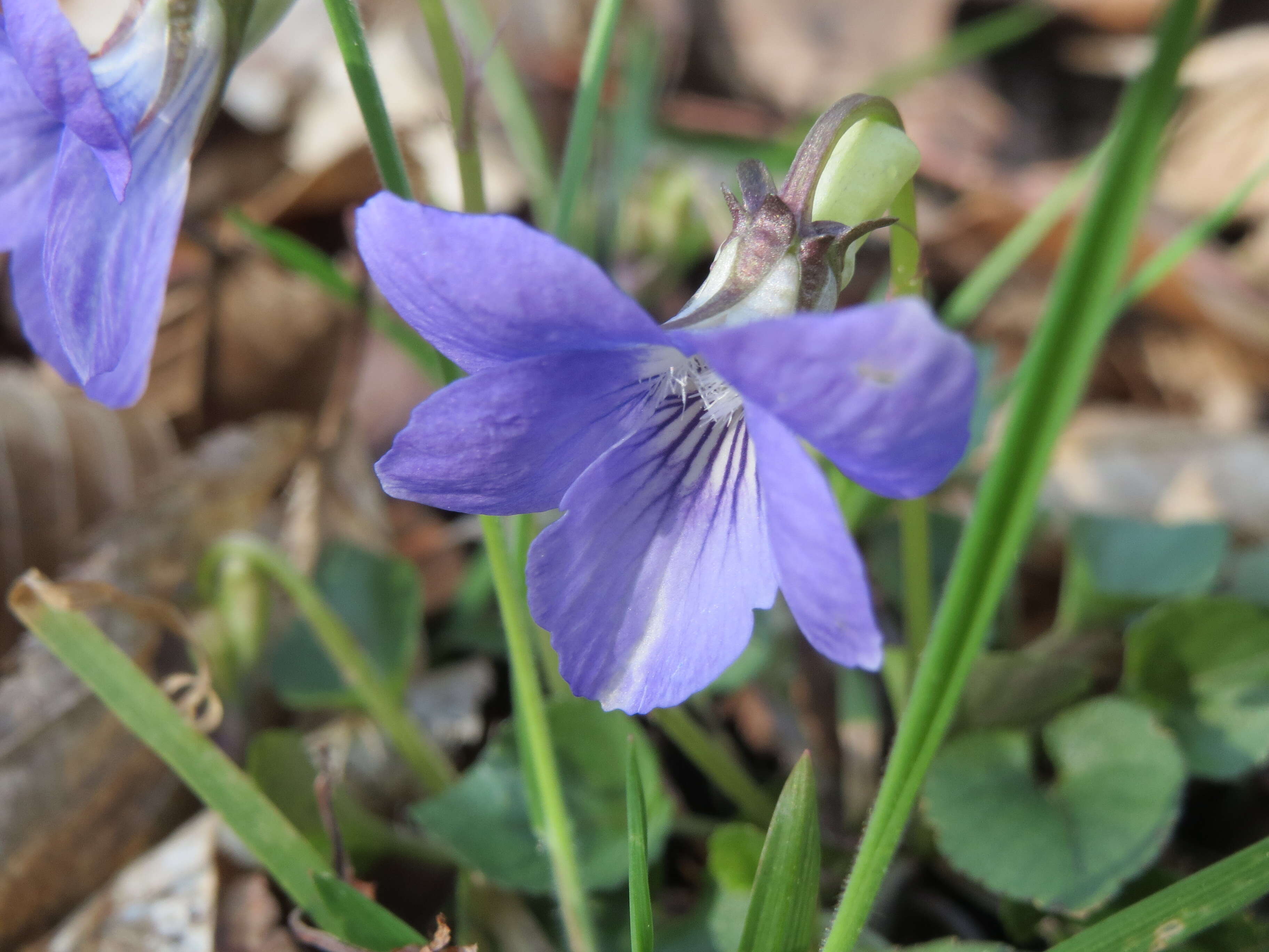 Image of common dog-violet