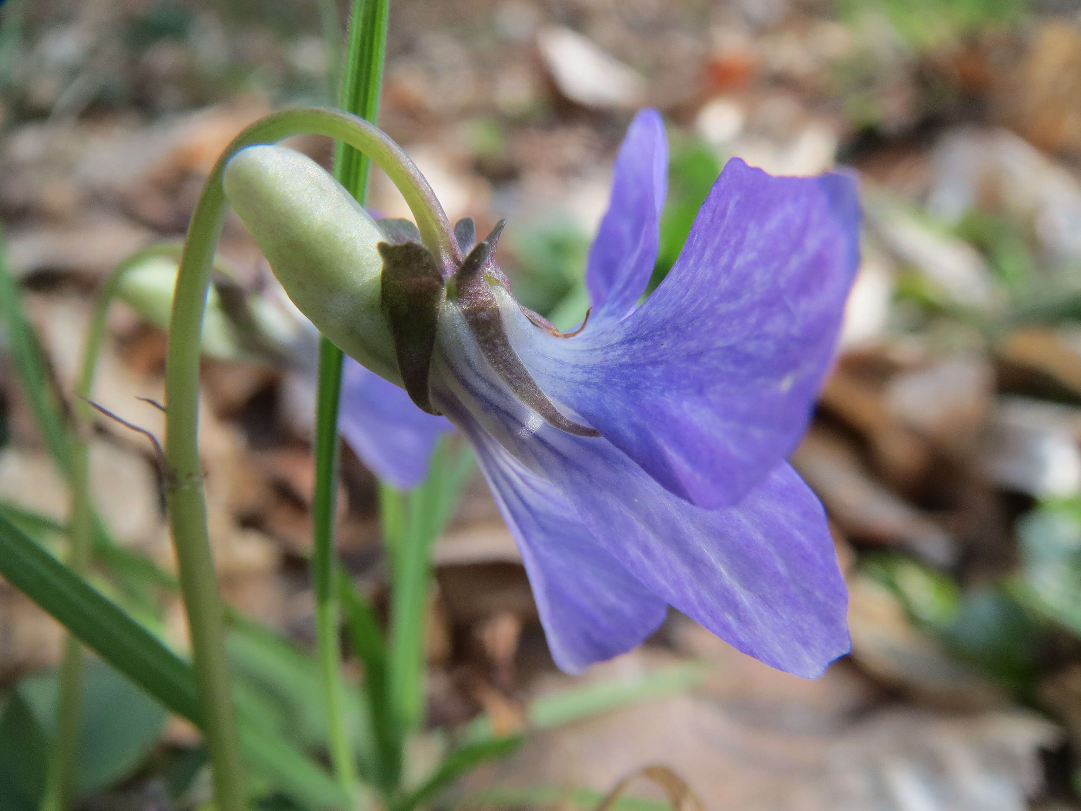 Image of common dog-violet