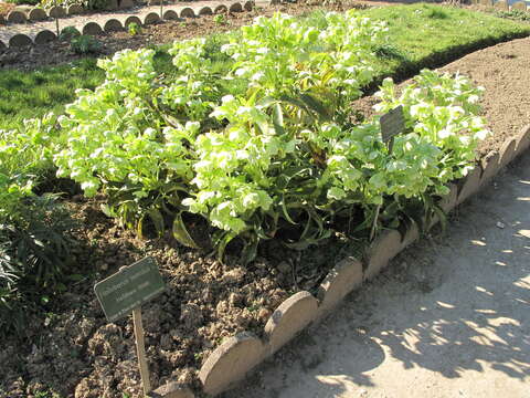 Image of Corsican hellebore