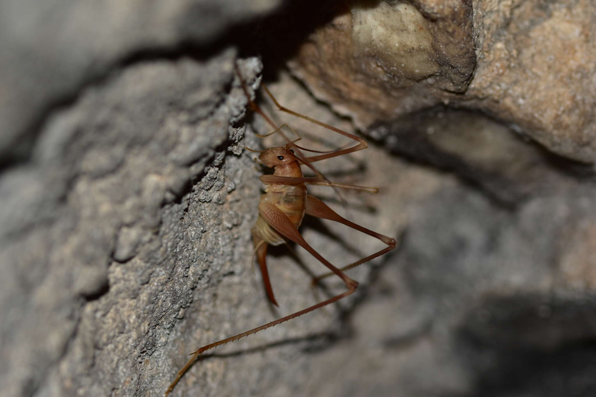 Image of Dolichopoda (Dolichopoda) araneiformis (Burmeister & H. 1838)