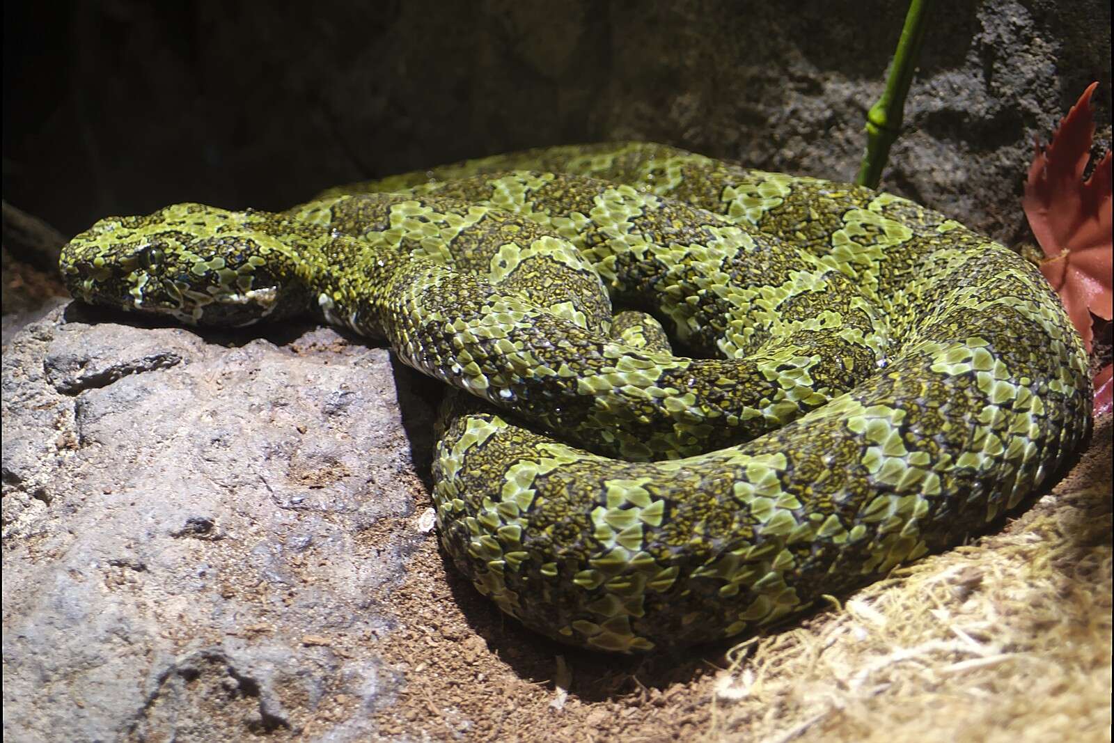 Image of Mang Mountain Pit Viper