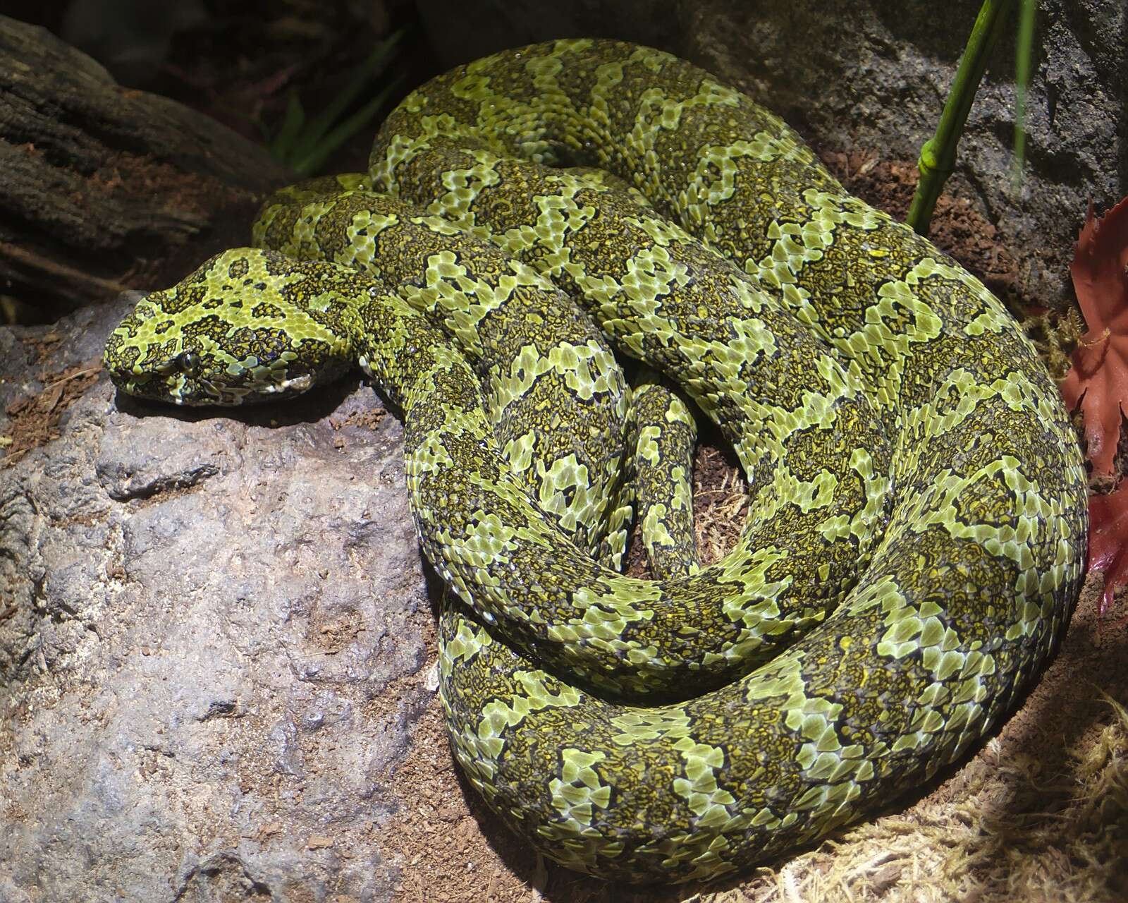 Image of Mang Mountain Pit Viper