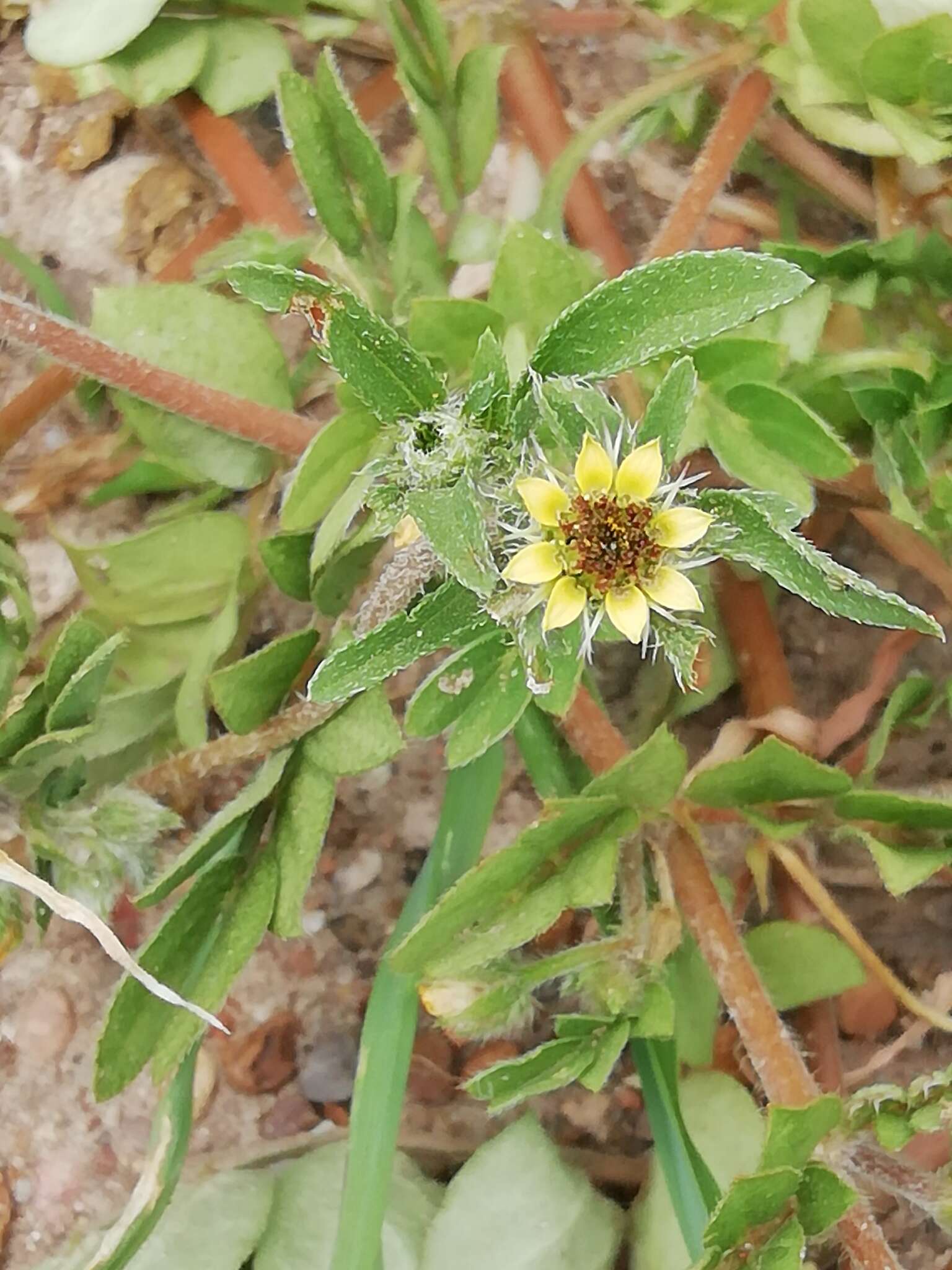 Sanvitalia angustifolia Engelm. ex A. Gray resmi