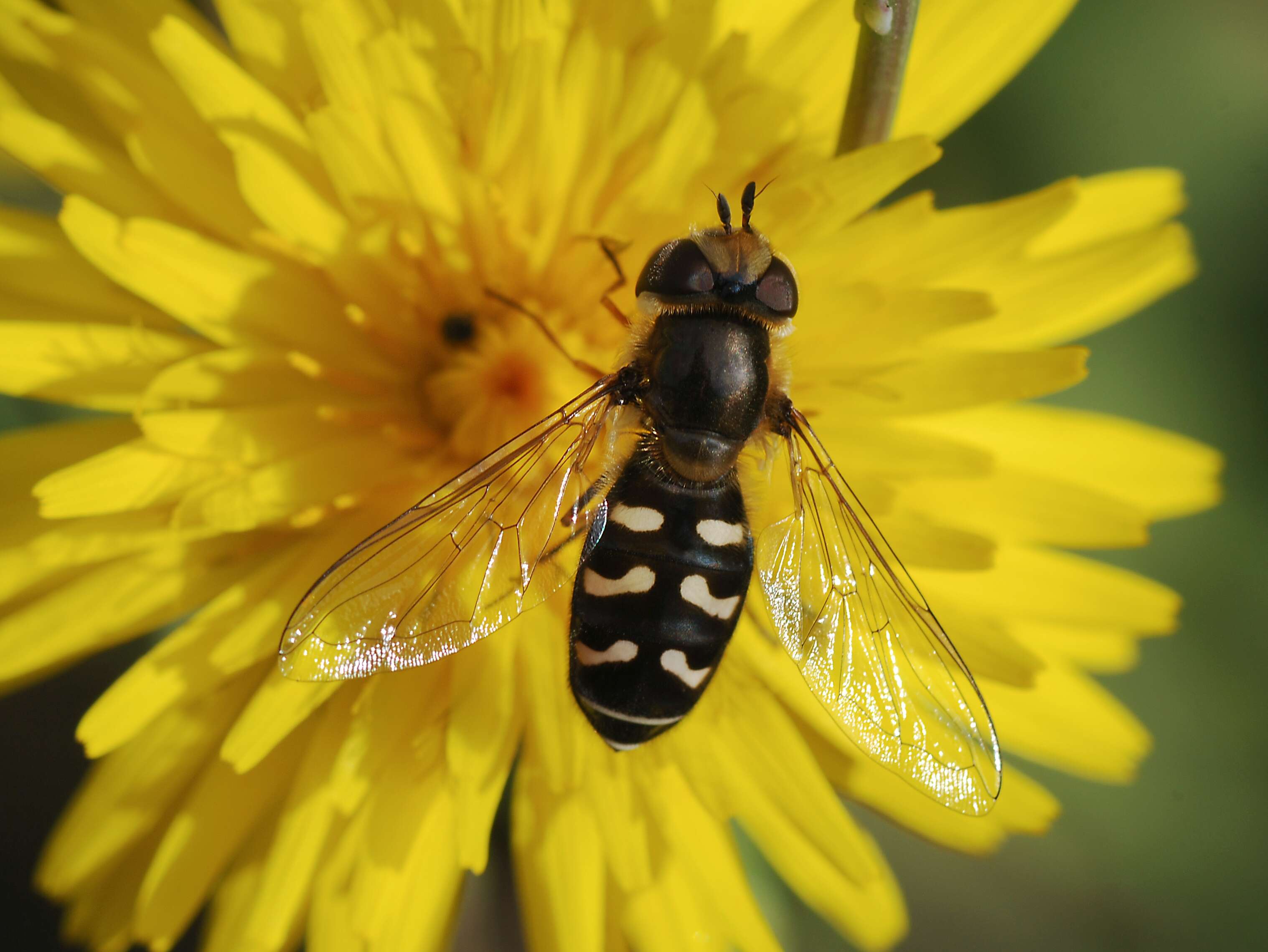 Imagem de Scaeva pyrastri (Linnaeus 1758)