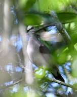 Image of Caribbean Dove