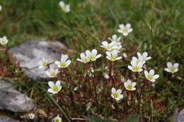 Image of Saxifraga hypnoides L.